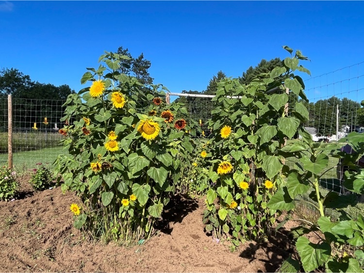 sunflowers in school garden